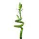 Фън Шуй Щастлив Бамбук в Епруветка - Dracaena Lucky Bamboo 