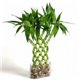 Фън Шуй Щастлив Бамбук в Епруветка - Dracaena Lucky Bamboo 