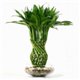 Фън Шуй Щастлив Бамбук в Епруветка - Dracaena Lucky Bamboo 